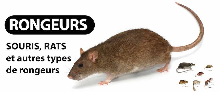 Souris et mulots : solutions et moyens de luttes - AFPAH - Agence