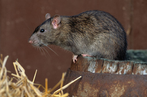 se debarrasser des rats et souris TOULOUSE (31) ET HAUTE-GARONNE