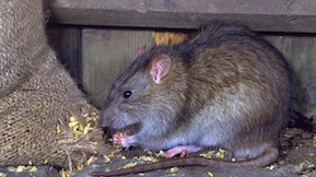 société anti rat souris TOULOUSE (31) ET HAUTE-GARONNE
