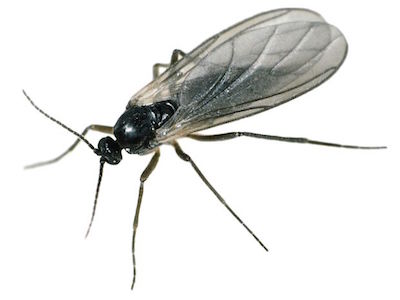 anti moucherons moustiques ales gard 30