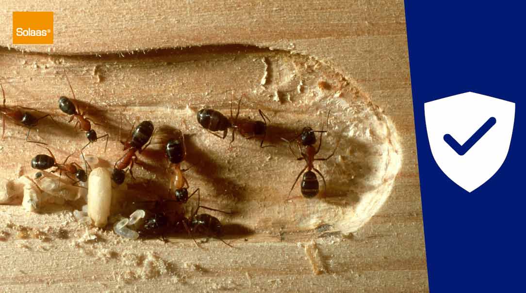 Désinsectisation Traitement Fourmis charpentières à Arles