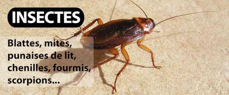 entreprise de desinsectisation de blattes cafards punaises de lit mites puces fourmis