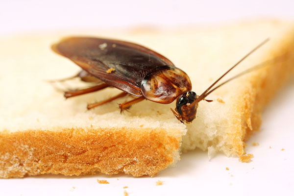 Désinsectisation blattes cafards à Martigues