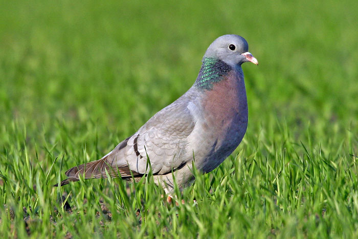 pigeon_colombin lutte anti pigeon