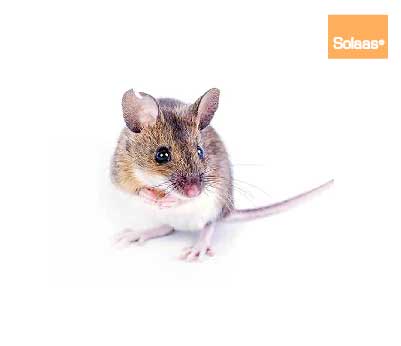 deratisation souris rat prix Bagnols-sur-Cèze gard 30