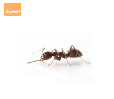 traitement anti fourmi d'argentine