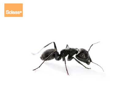 traitement anti fourmis charpentiere