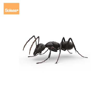 traitement anti fourmi noir