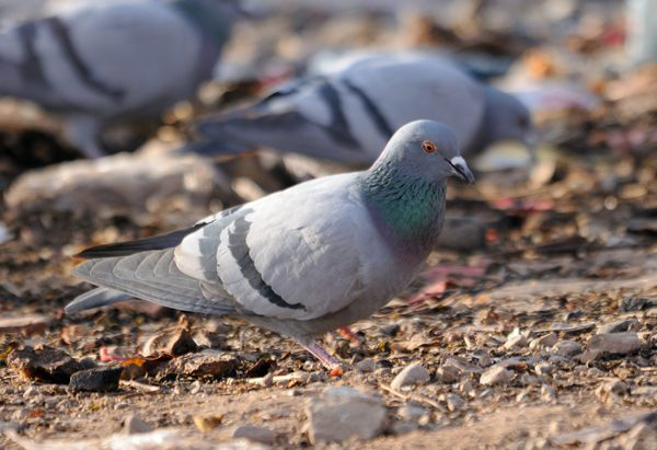 pigeon_biset luttes anti pigeon