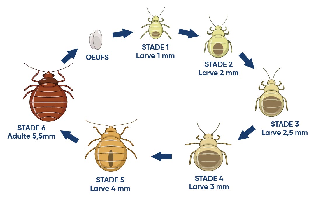 Entreprise pour traitement punaise de lit professionnel : Exterminateur 7j/7